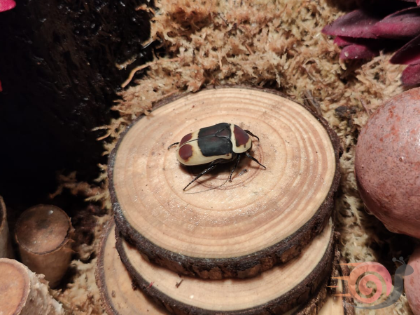Sun Beetle (Pachnoda marginata)