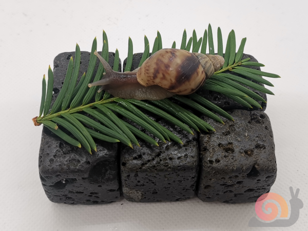 Preview: Achatina Reticulata Wild Starterpack