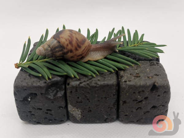 Preview: Achatina Reticulata Wild Starterpack