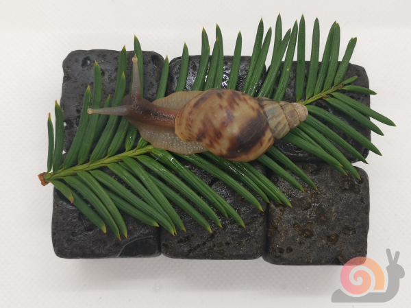 Preview: Achatina Reticulata Wild Starterpack