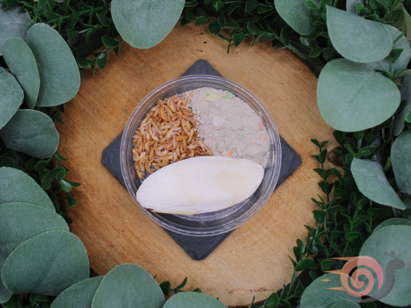 Preview: Snail Starterpack