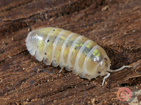 Preview: Armadillidium vulgare "magic potion"