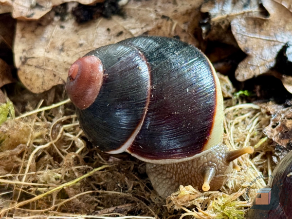 Acavus Haemastoma Haemastoma