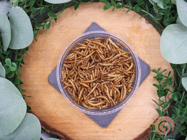 Mealworms