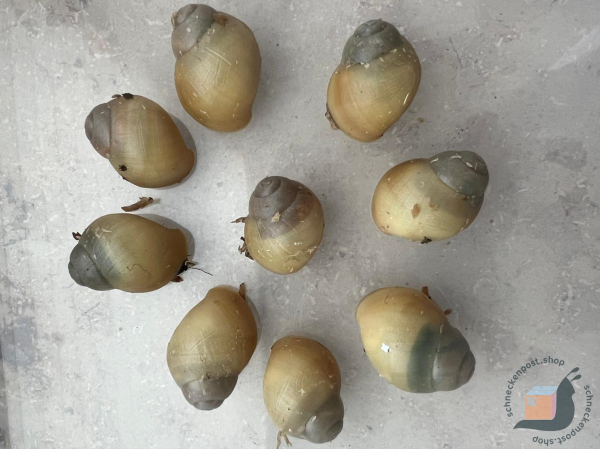 Archachatina Marginata Ovum Albina Silver Body