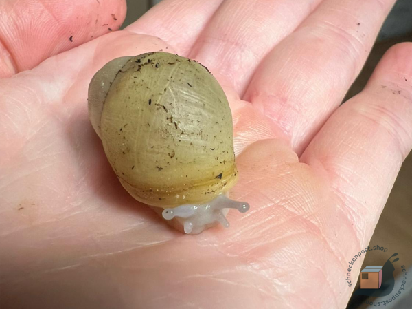 Archachatina Marginata Ovum Albina Silver Body