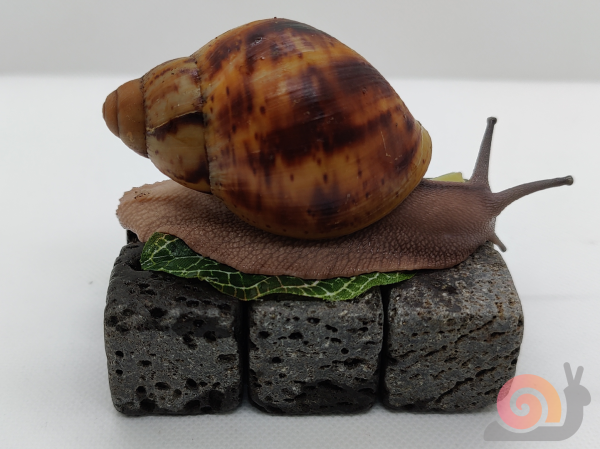 Archachatina Marginata Ovum Creme