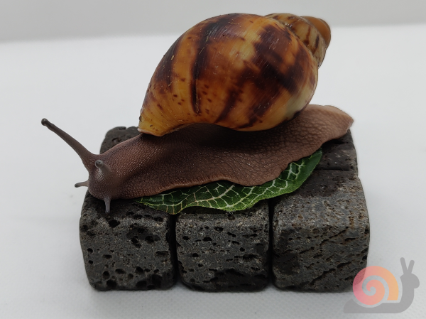 Archachatina Marginata Ovum Creme