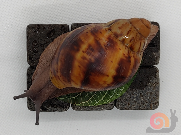 Archachatina Marginata Ovum Creme
