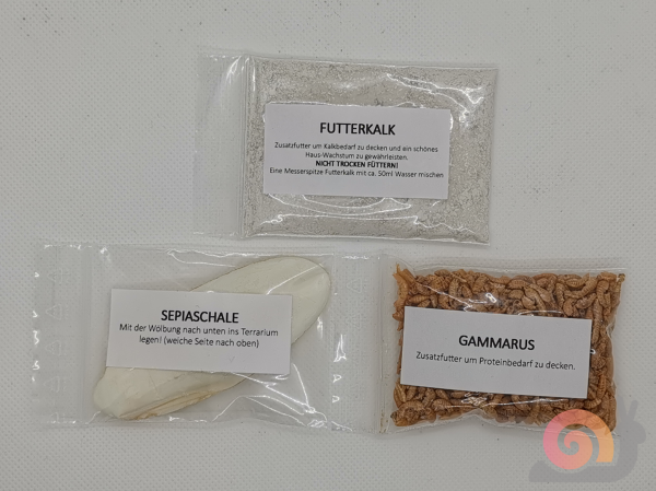 Lissachatina Fulica Rodatzi Albino Body Starterpack
